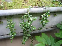 terrasse_mai2009_bodendecke.webp