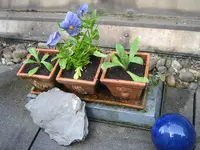 terrasse_mai2009_toepfchen.webp