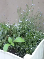 terrasse_mai2009_vgmn_sonne.webp