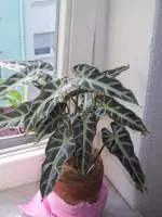 Pflanze von T.webp