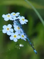 Libelle auf Vergissmeinnicht in klein.webp