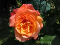 IMG_1351klein.webp