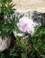 P1060192_469_600.webp