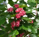P1060184_600_561.webp