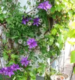 P1060181_565_600.webp