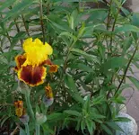 P1060162_600_583.webp