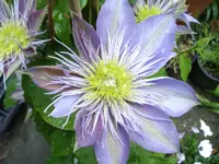 IMGP1749.webp