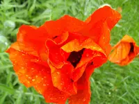 IMGP1753.webp