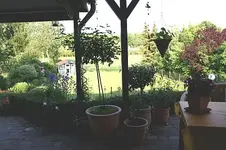 Kübel auf Terrasse1_klein.webp