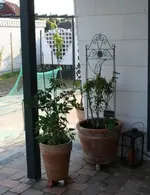 Kübel auf Terrasse3_klein.webp