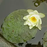 Seerose.webp