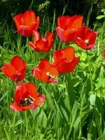 Tulpen.webp