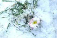 dasersteBlmchen.webp