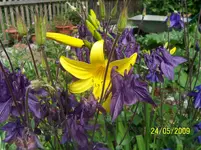 gelbe Taglilie mit blauer Akelei.webp