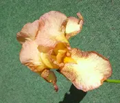 SA500202.webp