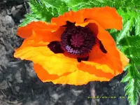 Mohnblüte.webp