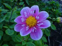 Blüten 2007 (2).webp