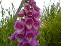 Blüten 2007 (80).webp