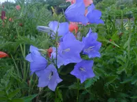 Blüten 2007 (106).webp