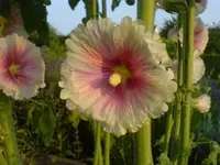 Blüten 2007 (128).webp