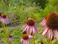 Blüten 2007 (194).webp
