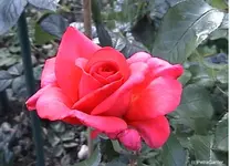 garosalia1.webp