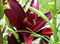lilie1.webp