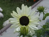 DSC00013.webp