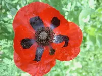 Mohn.webp