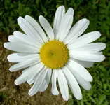 Margeritte.webp