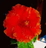 Hibiscus.webp