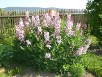 Garten Mai07 002.webp