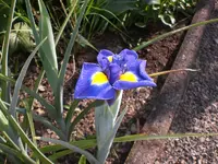 Garten Mai07 005.webp