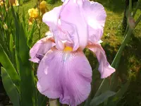 Garten Mai07 006.webp