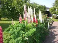Garten Mai07 007.webp