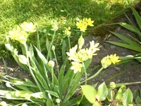 Garten Mai07 009.webp
