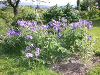 Garten Mai07 010.webp