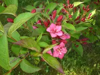 Garten Mai07 012.webp