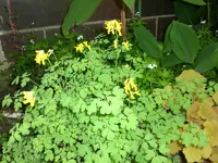 Garten Mai07 014.webp
