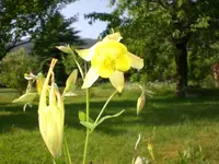 Garten Mai07 015.webp