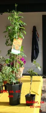 Campsis radicans_klein.webp