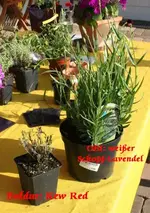 Schopf-Lavendel Kew Red_klein.webp