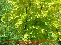 Goldrobinie Laub_klein.webp