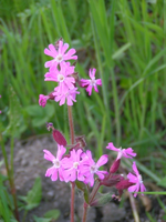090421_0041.webp