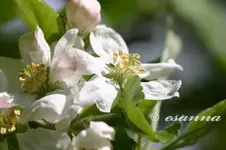 apfelbaum 2005-12_w.webp