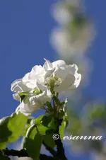 apfelbaum 2005-43_w.webp