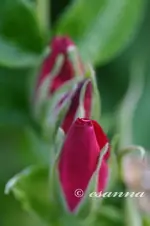 garten 2003-2005-105_w.webp