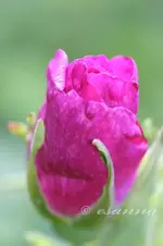 garten 2003-2005-115_w.webp