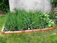 21_05_2009 (22)_Zwiebeln.webp