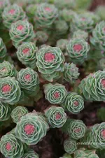 IMG_0852_w.webp